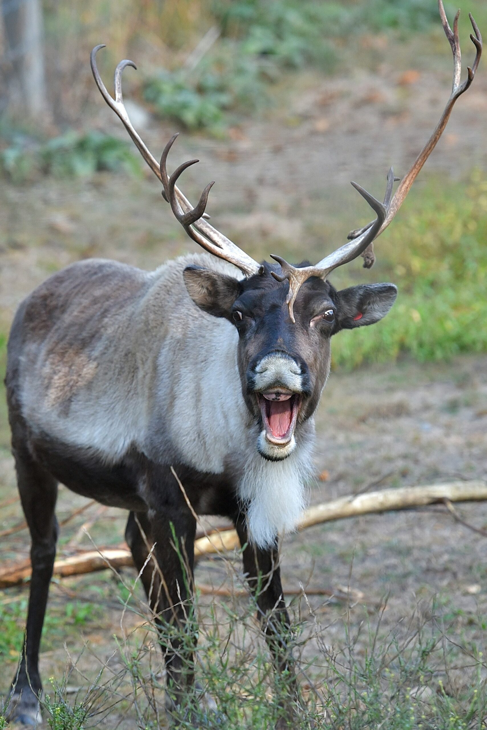 A look at the Species at Risk Act